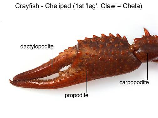 Aqua Fanatic: Crayfish Anatomy diagram of fish gland 
