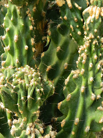 Centennial Park Conservatory Etobicoke desert garden cacti by garden muses-not another Toronto gardening blog