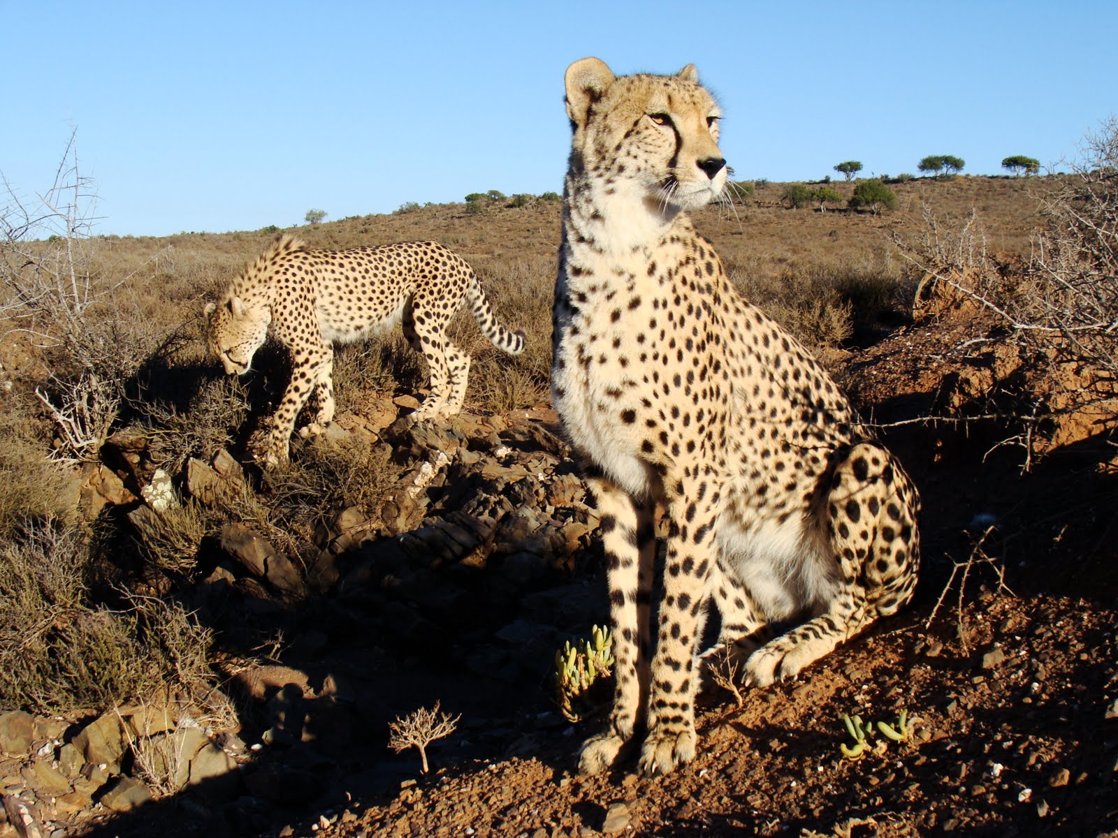 Beautiful Animals Safaris: The Fastest Cheetah in the World and the ...