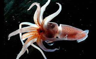 8 Hewan Berkhasiat Obat Hewan digunakan sebagai sumber pengobatan sejak lama 8 Hewan Berkhasiat Obat