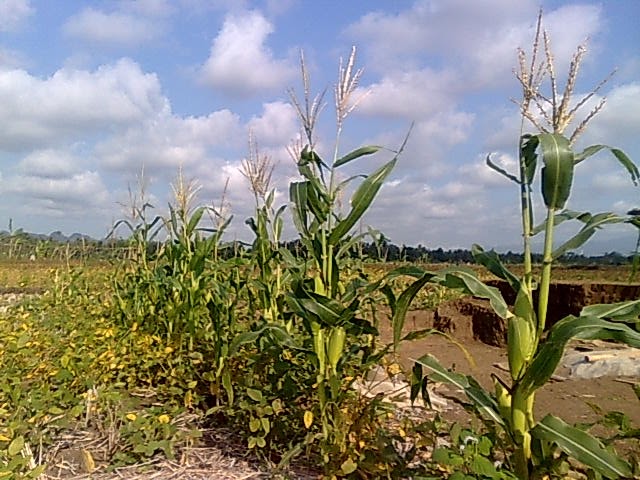 Manfaat Tanaman Kacang Hijau Campur Jagung
