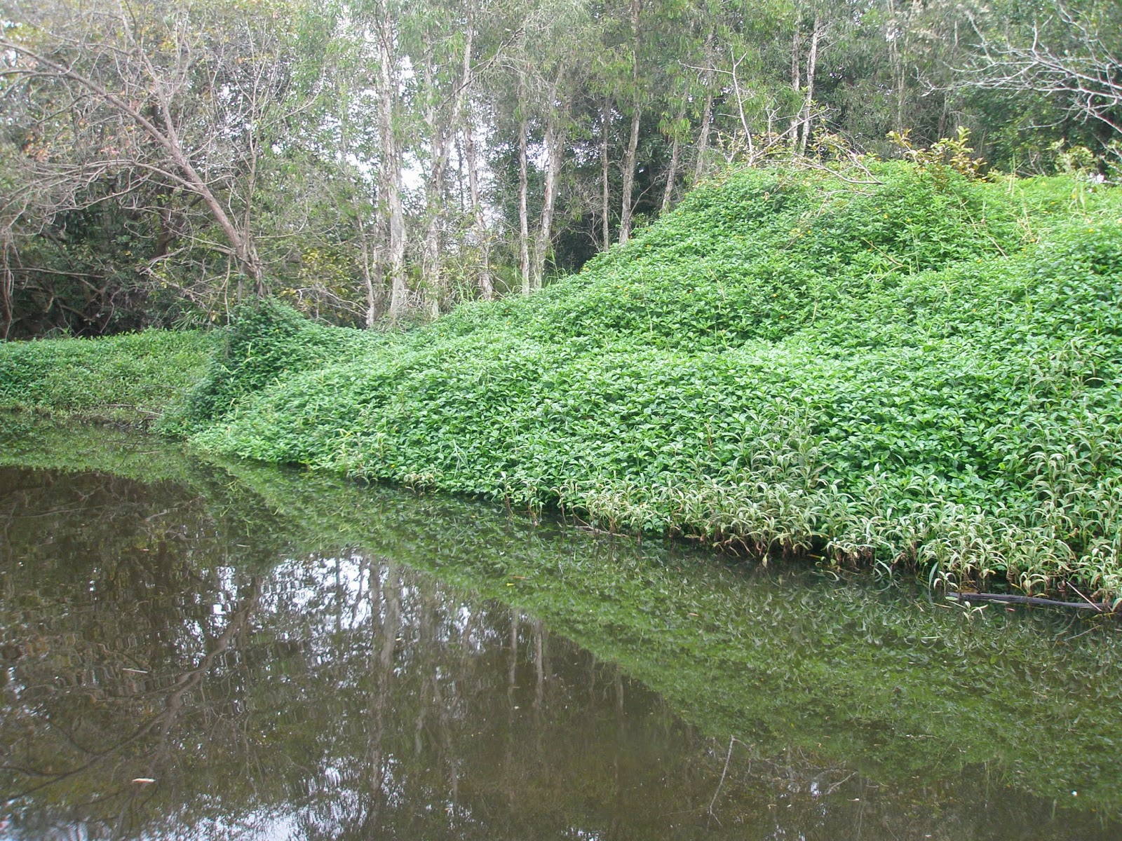 Walkerston Community News Pages