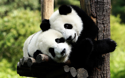  Gambar Panda  Lucu Lengkap Gambar  Foto