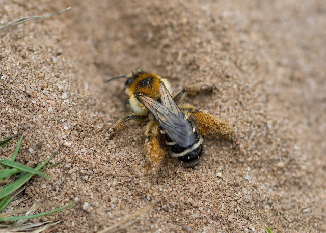 Pantaloon  Bee - Minsmere RSPB