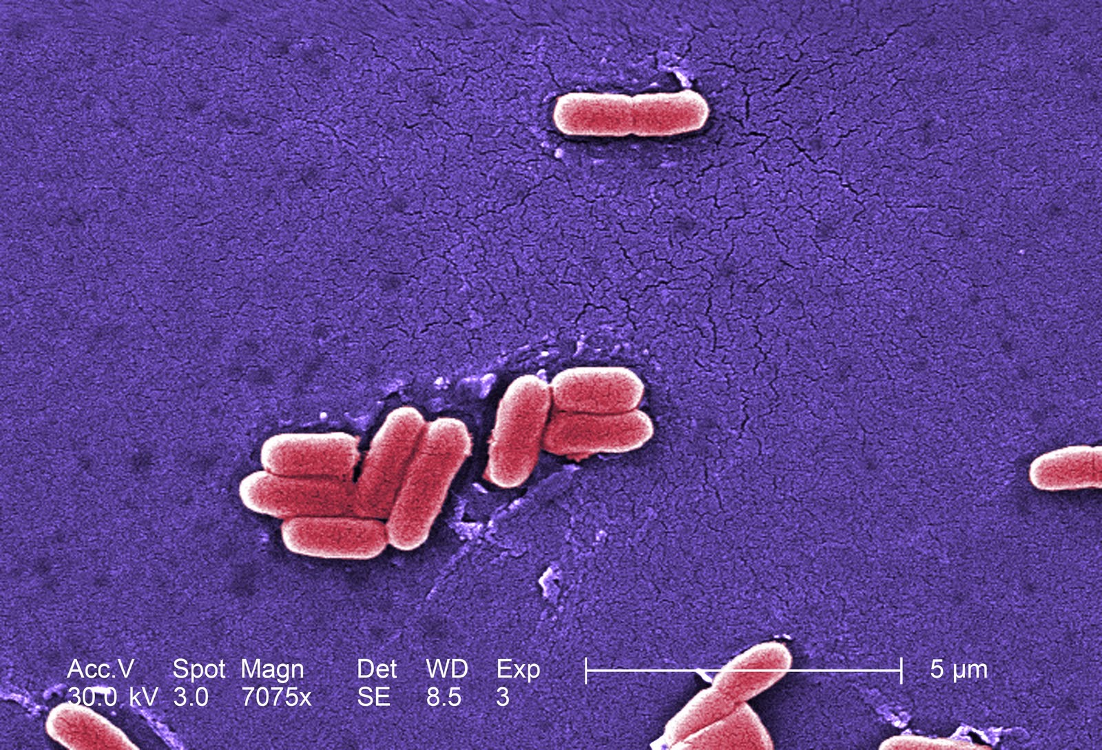 MICROBIOLOGIA BACTERIOLOGIA MICROBIOLOGIA BACTERIOLOGIA