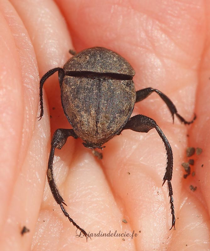 Deux scarabées rouleurs de boulesScarabaeus laticollis et Sisyphus schaefferi.