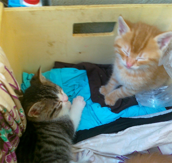 suyun hikayesi KEDİCİKLER