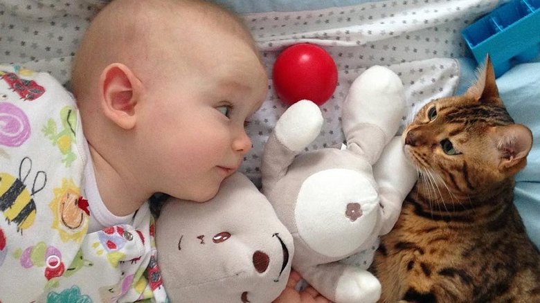 Facts about cats and Babies Facts about cats and Babies