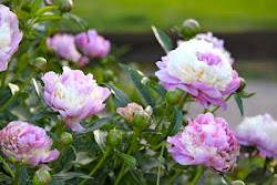 Peony Love