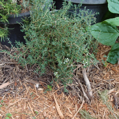 eight acres: using herbs - Rosemary and Thyme