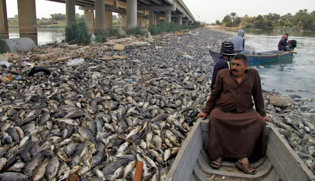 Ribuan Ikan Mas Mati Mendadak di Sungai Eufrat, Sabda Nabi tentang Kiamat Jadi Kenyataan?