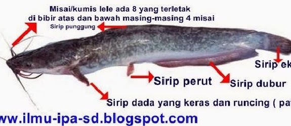 Ciri Khusus Ikan Lele dan Fungsi Anggota Tubuhnya