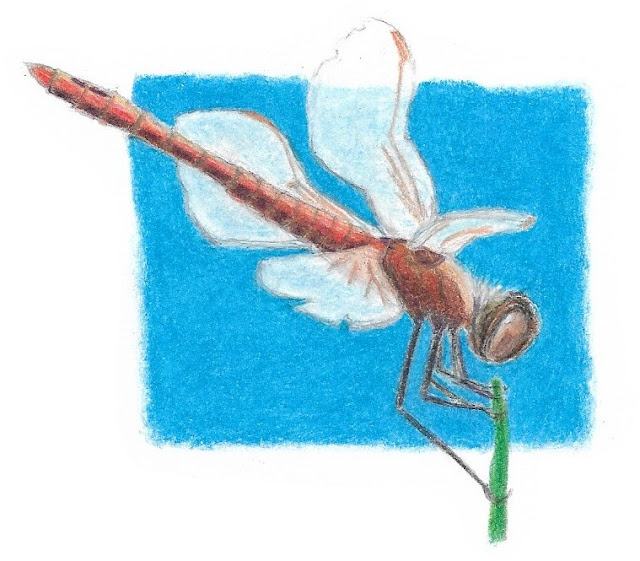 Colored pencil dragonfly