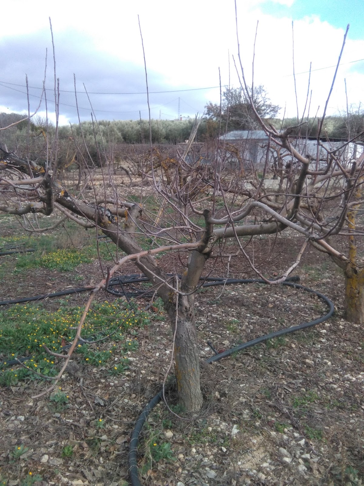 En un jardín... Poda de manzanos