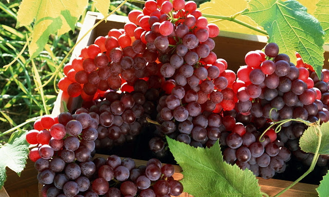 Interesting Facts And Information About Grapes In Hindi