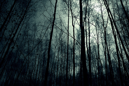 The Dark Forest