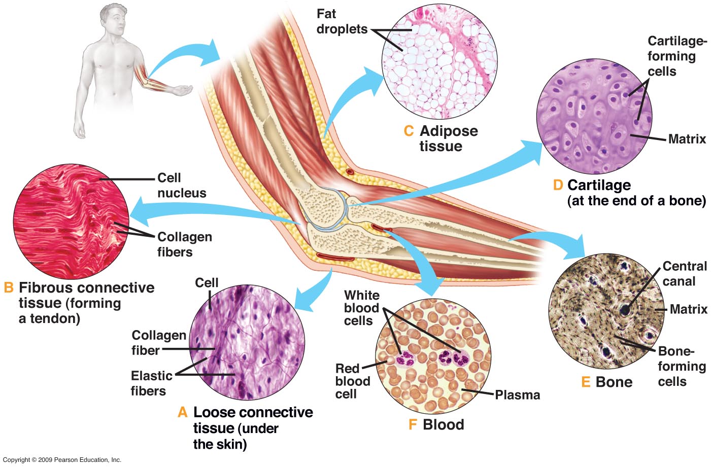 Tissues Of The Body