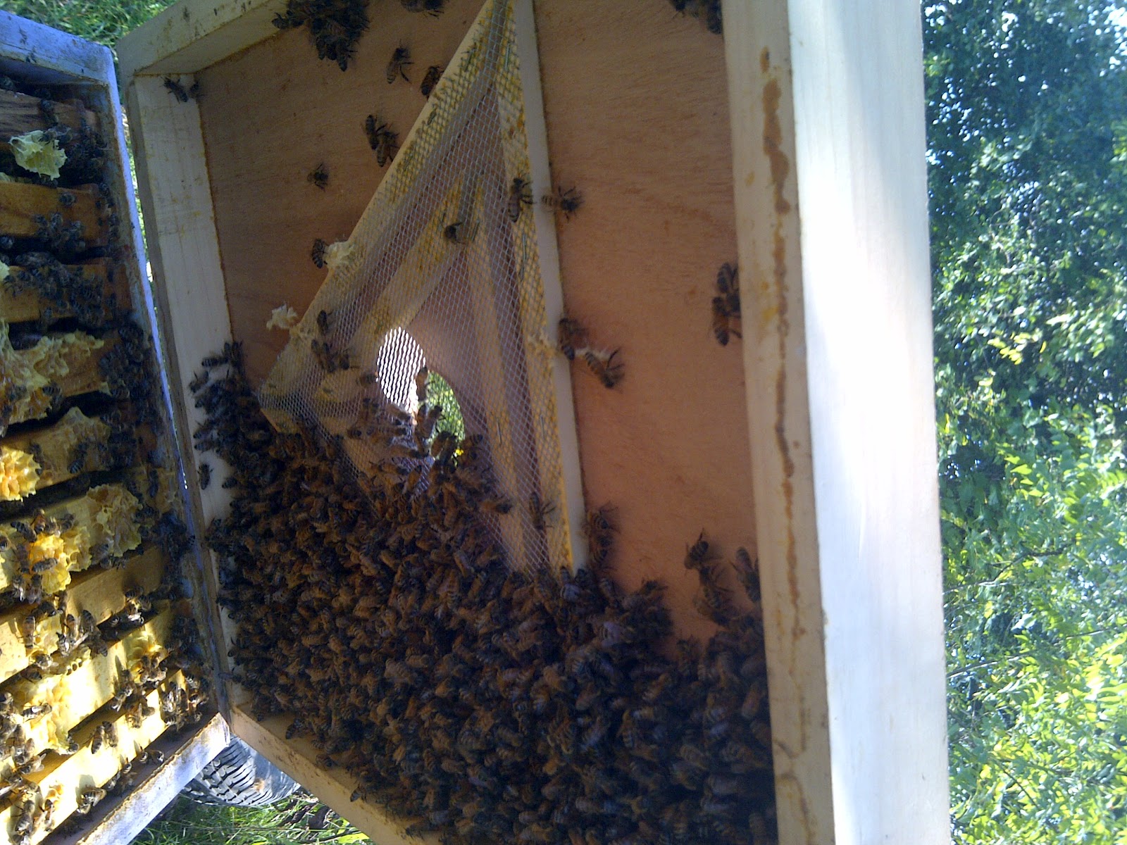 The Bee Journal A Beekeeper's Best Helper a Bee Escape Board