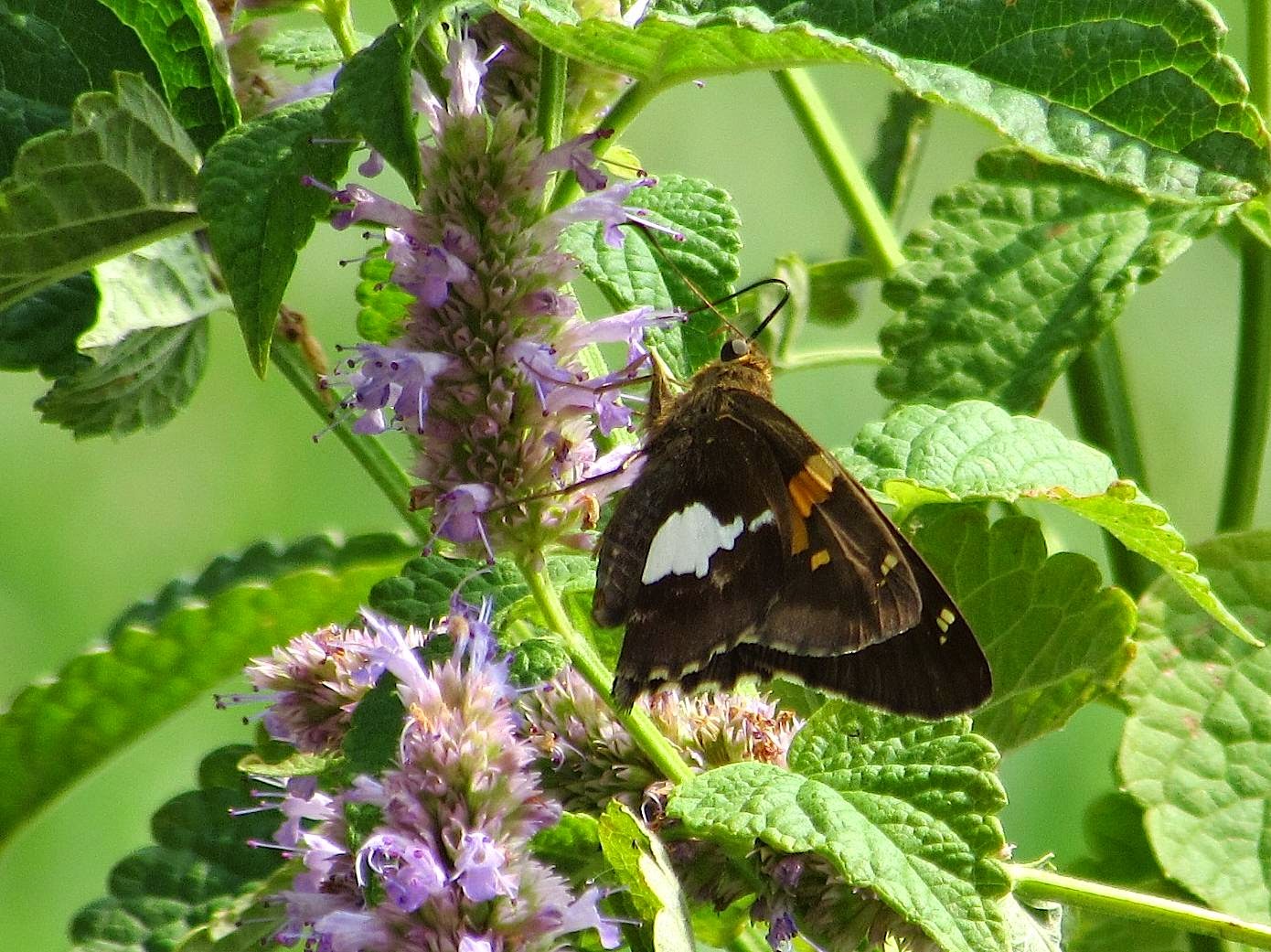 Young girl sex sites