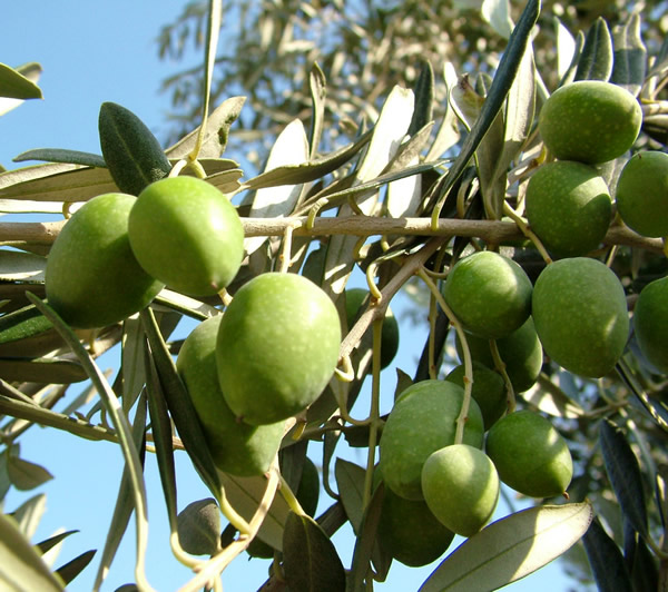 Olive fruits