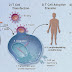 Car (chimeric antigen receptors) T Cell : Overview to help them to recognize and fight cancer cells