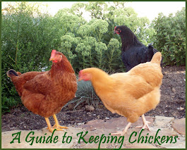 Keeping Chickens