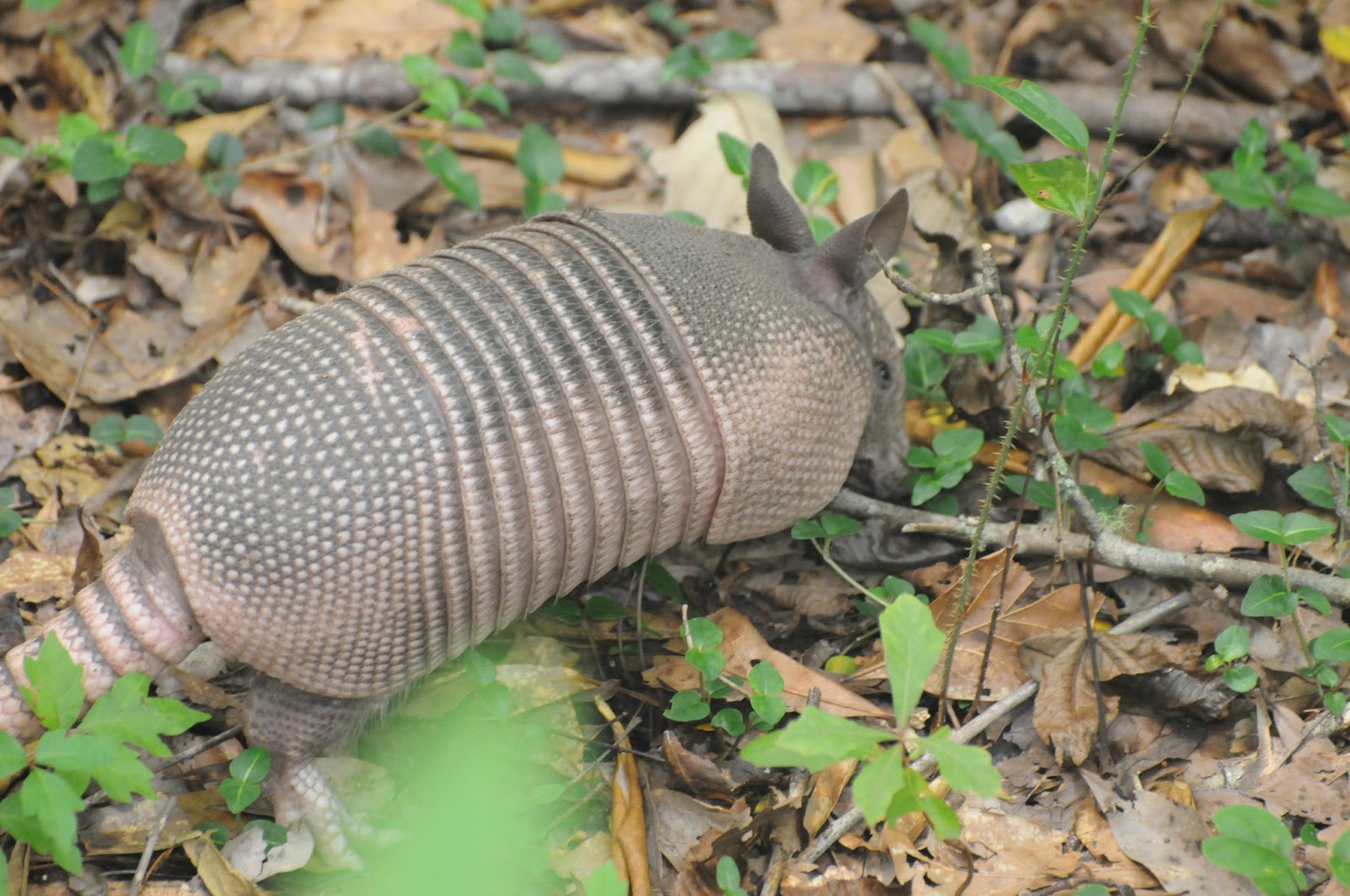 Audubon South Carolina Changes in the Swamp