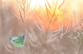 mariposa-posada-sobre-briznas-de-plantas-secas