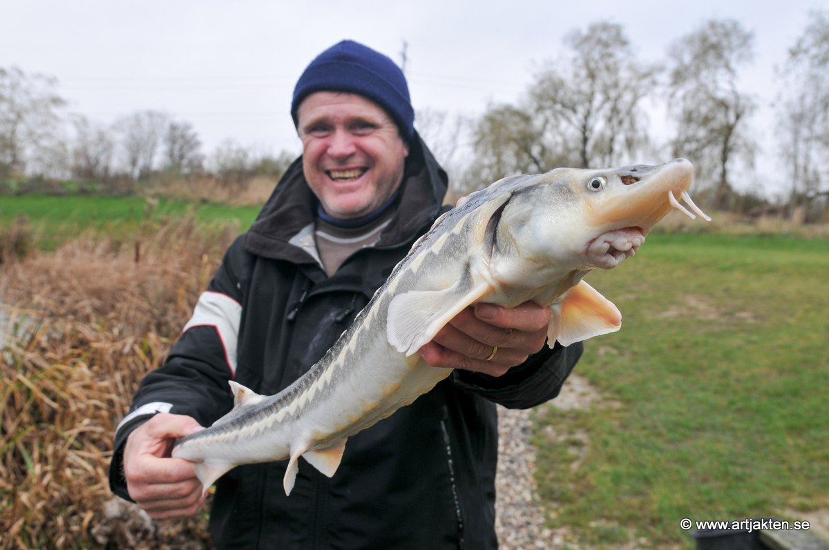 Fiska stör i Danmark ~ Jakten på 100 arter