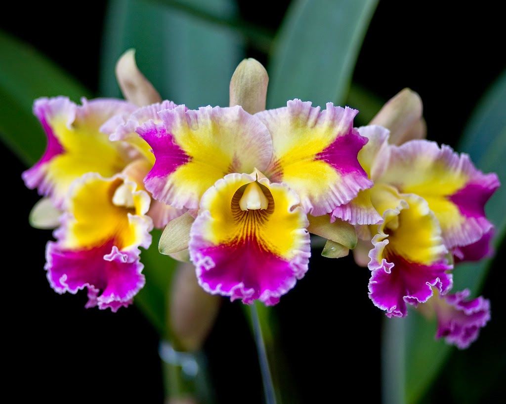 Grow and care Cattleya orchid  The Queen of Flowers 