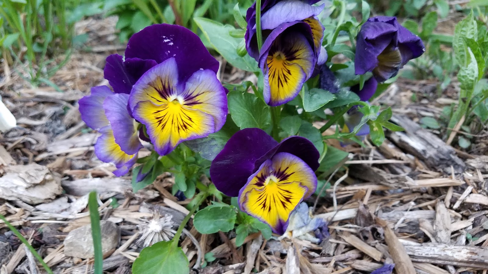 Winter Interest Shade Plants