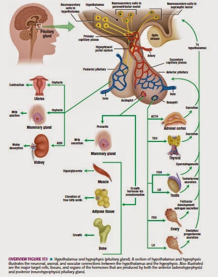 Gambar anatomi sistem endokrin