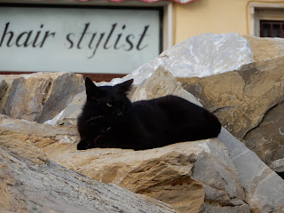 Marina Di Pisaの猫