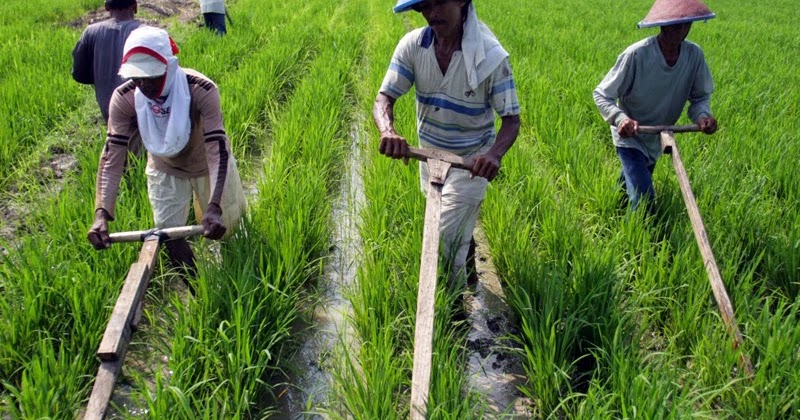 Makalah Pengembangan Usaha Ekonomi Pembangunan Pertanian