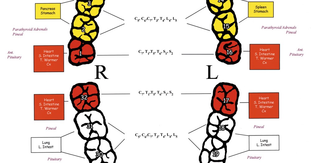 Live Better Holistic Lifestyle: Tooth/Meridian Chart