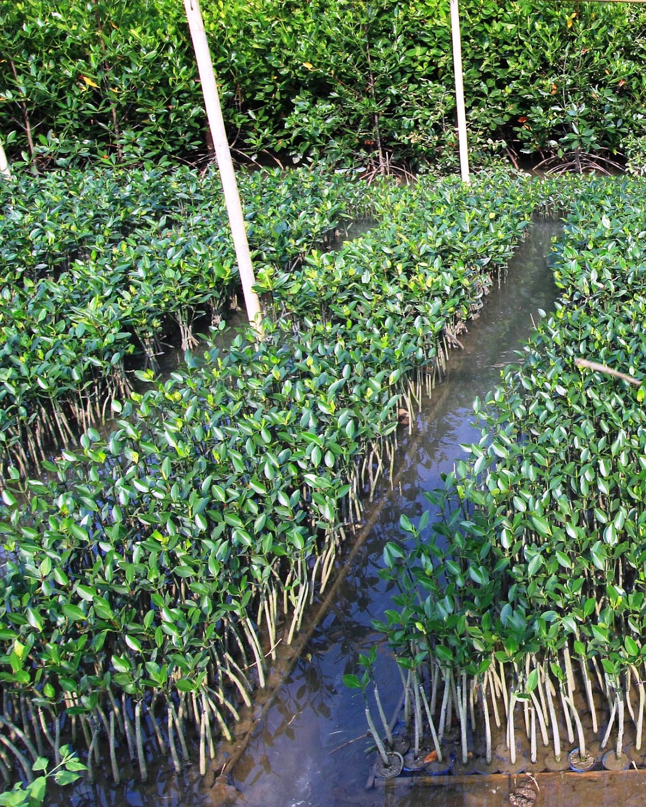 Jual Bibit Mangrove | Bibit Mangrove Jogja | Pohon Bakau ...