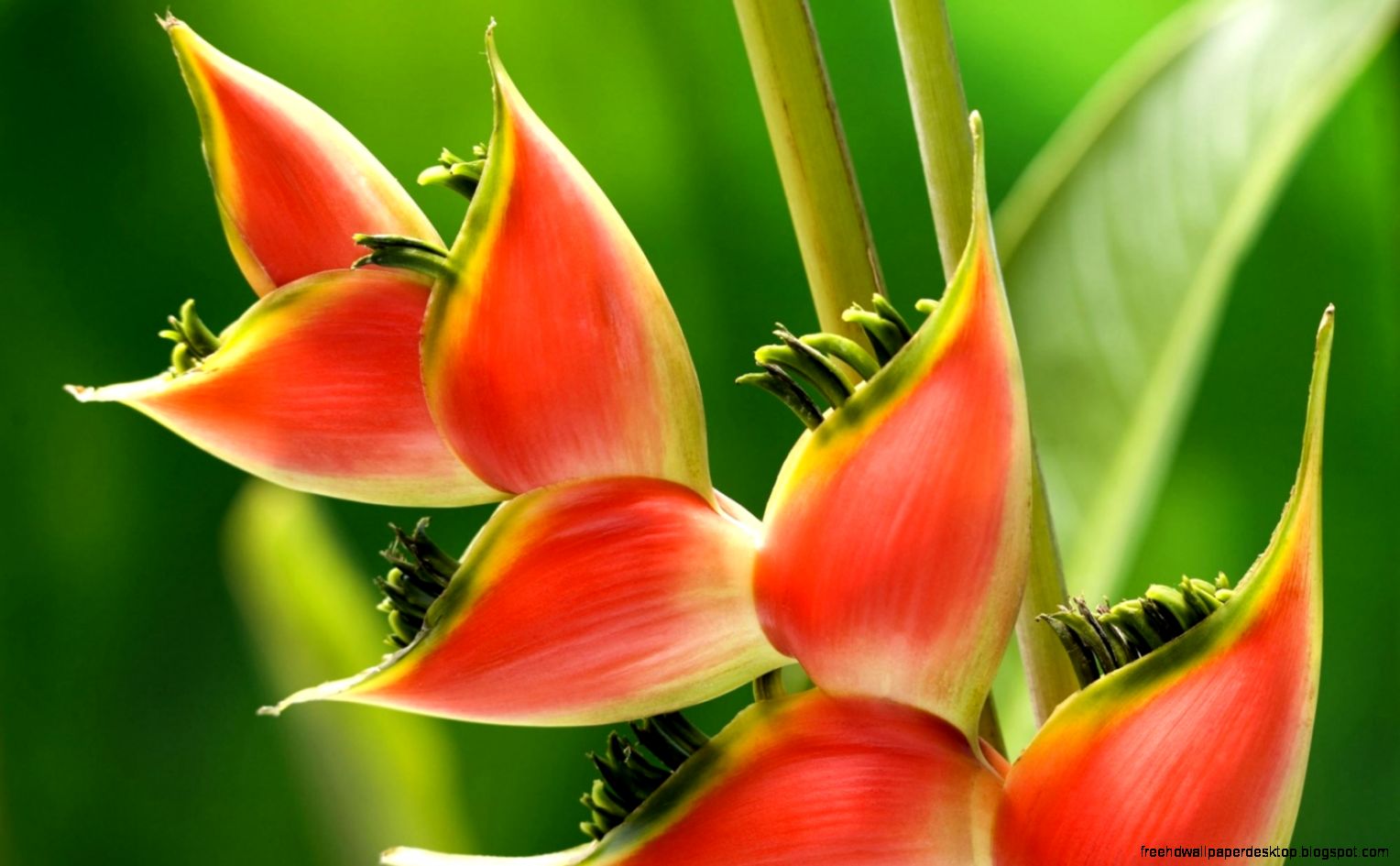 Plants Wallpaper Wonderous Plants Wallpaper Wonderous