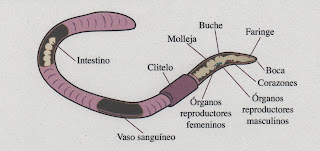 partes lombriz