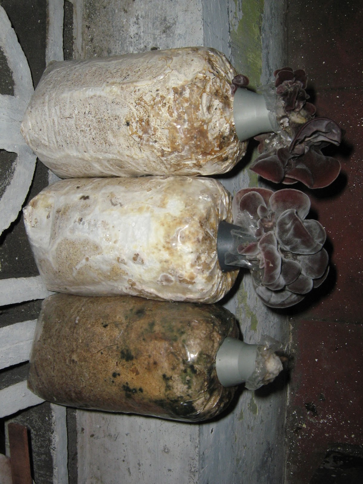 Jual Bibit Jamur Merang