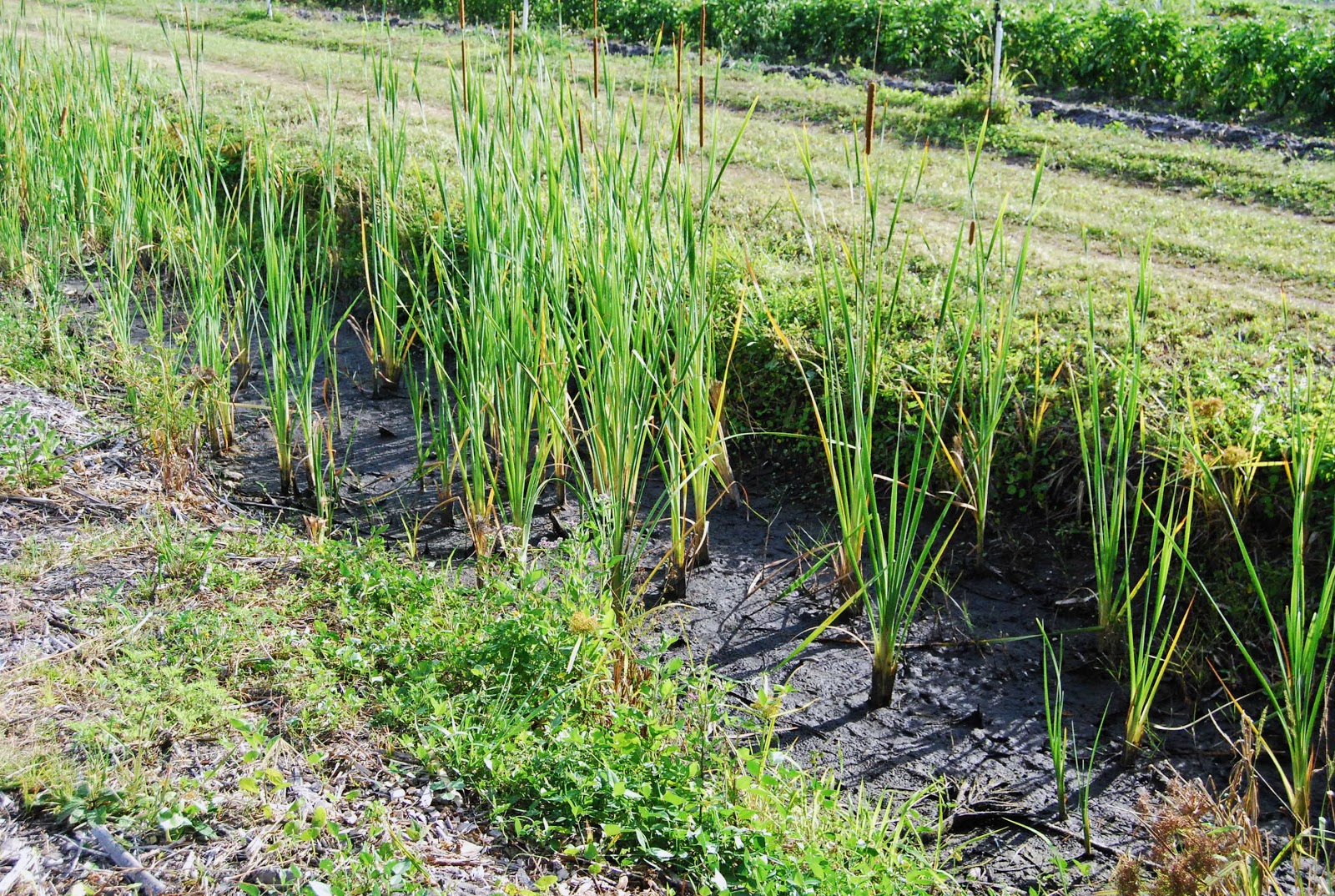 Helen A. Lockey Geraldson Community Farm, Bradenton, FlaCoastal Loving