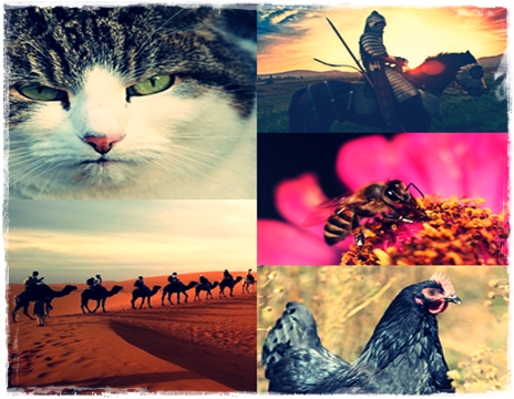 13 Nama Hewan dan Manfaatnya Bagi Manusia 13 Nama Hewan dan Manfaatnya Bagi Manusia