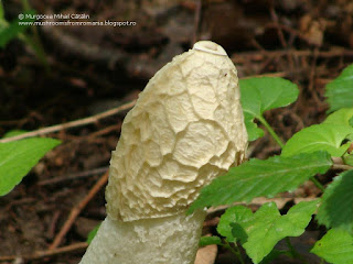 Phallus impudicus DSC86353