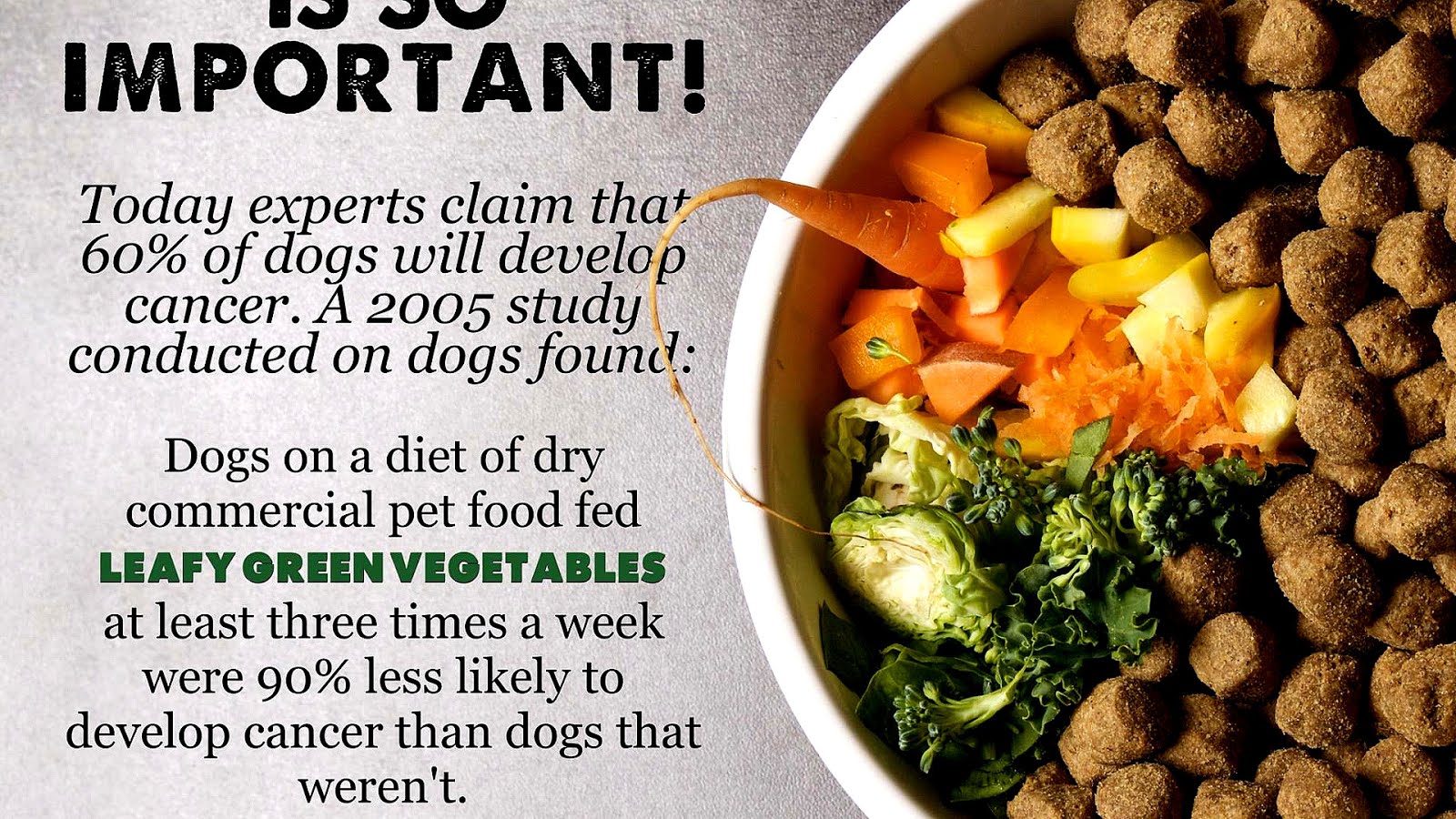 Vegetables That Are Good For Dogs Vege Choices