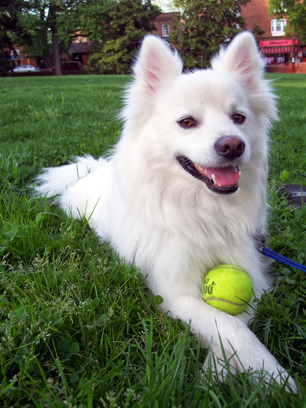Dog Animals World Dog Animals World