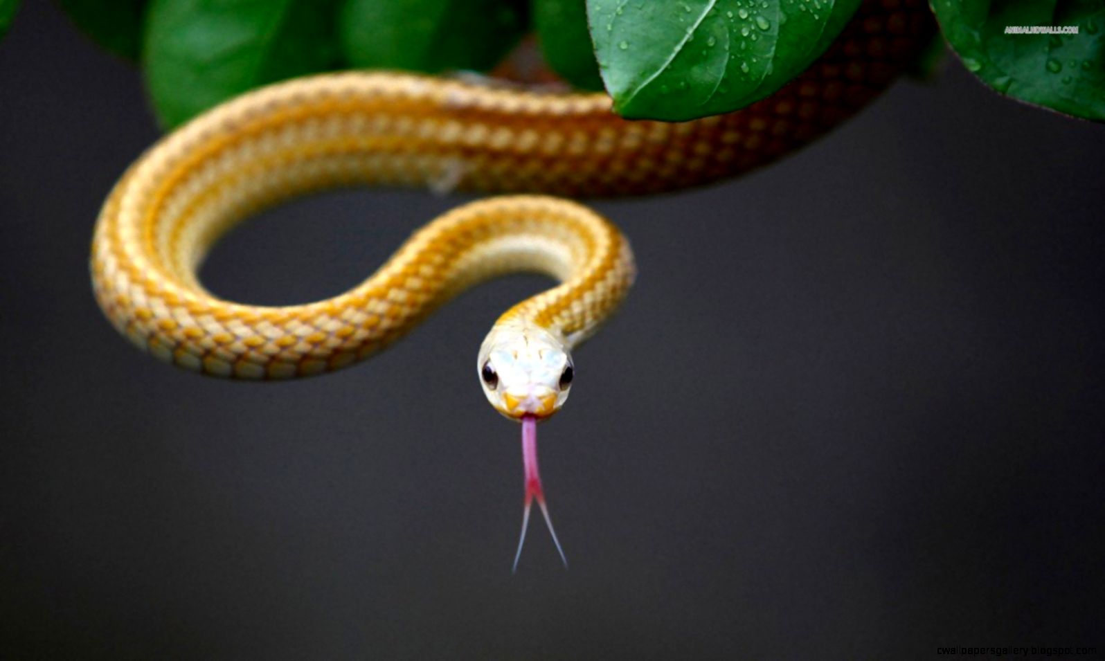 Cute Snake Wallpaper | Wallpapers Gallery