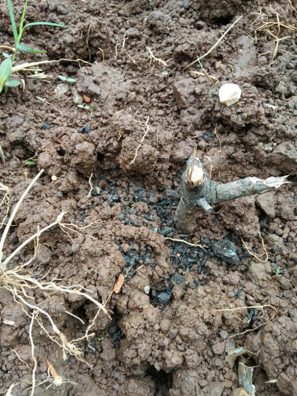 Peranan Actinomycetes dalam tanah