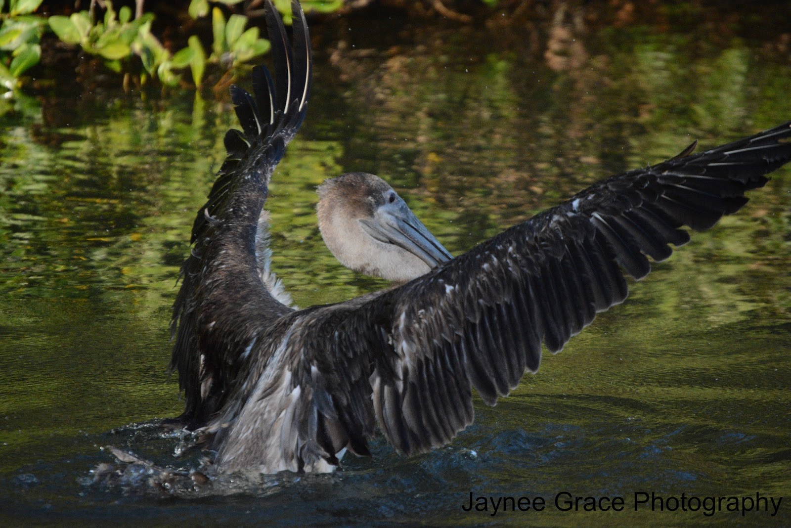 Exploring Florida Waters Placida Day One Placida Harbor, Gasparilla Sound, & Little