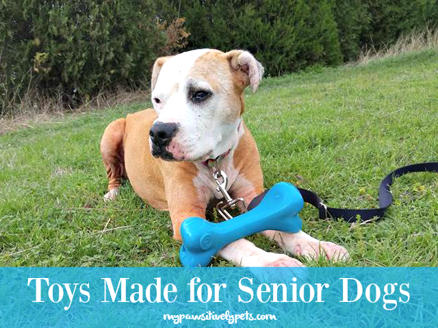 10 Toys for Senior Dogs