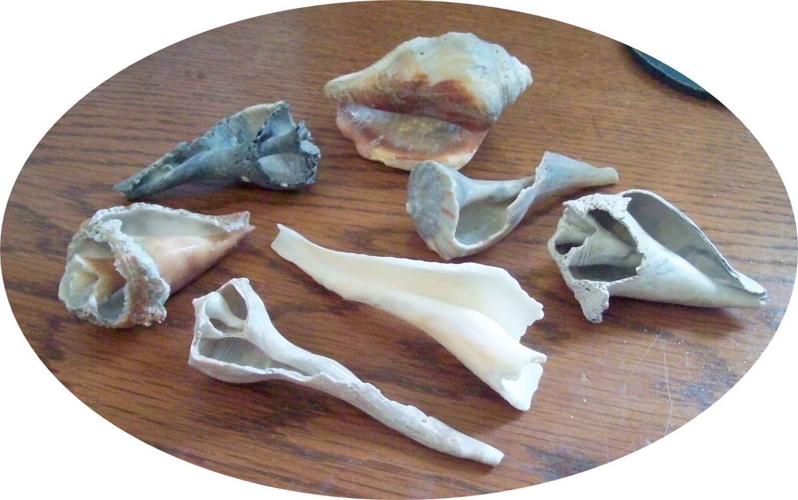 Southern OOAKS: Looking through broken shells