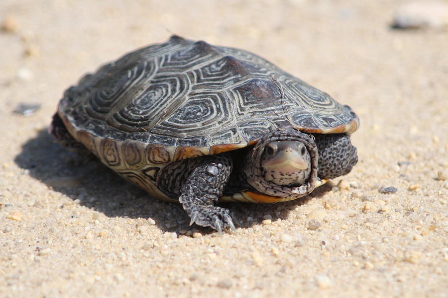Скрытошейные черепахи. Черепаха сухопутная травоядная. Секо сухопуиная черепаха. Graptemys nigrinoda. Земноводные черепахи.